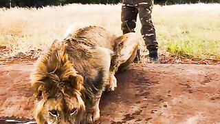 funny  tiger funny
