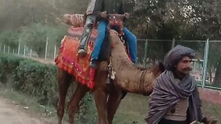 Camel ???? Ride