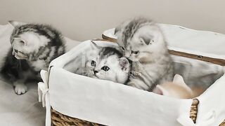 cute cat