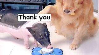 Fannydogs