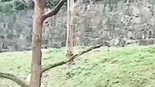 Beautiful Panda | funny panda