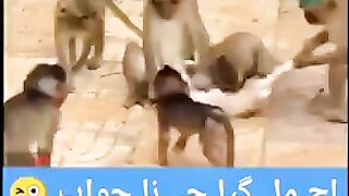 Cat & monkey