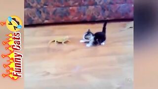 Funny and Cute Cat Videos Compilation