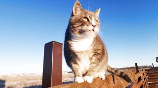 Watch Funny Cats videos 2023