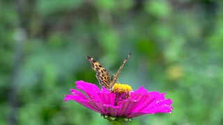 Nature Beauty 0040