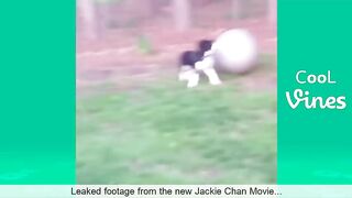Cats and Dogs funny