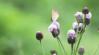 Nature beauty 0042