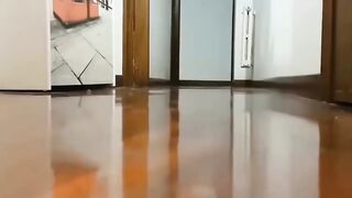 Funny Scaredy Cats Compilation!