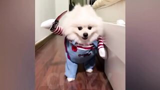 cat and dog videos for your enjoyment in 2023