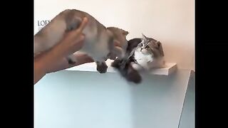 Funny animal vedeo clip