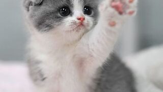 CUTE CAT/ AMAZING CAT/LOVELY CAT