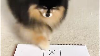 Dog is Playing