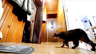 Sad cat misses his owner