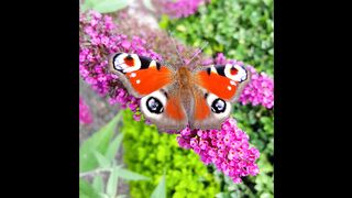 Nature Beauty 0043