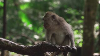 The Monkey Movement