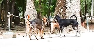 Village Dog is Enjoy  today