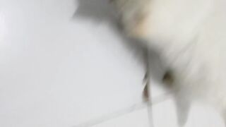 White kitten
