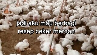 ayam broiler || kata kata lucu 411