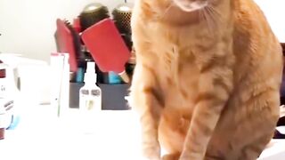 Funy video 52