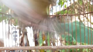 Sound of birds