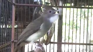 Cucak jenggot asli Indonesia