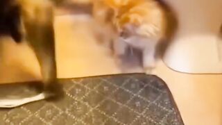 there's never a dull moment with a cat around