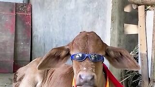 Sebelum kurban sana duluu