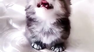 A very cute little cat