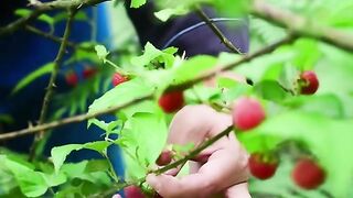 RASPBERRY