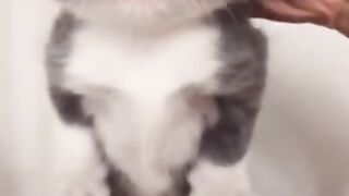 A cute little cat with a wonderful voice