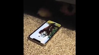 Funny Dogs 5