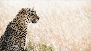Leopard 7
