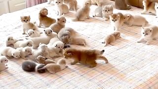 group of kittens