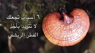 الفطر الريشي