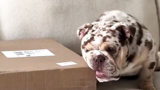 National pet day