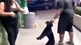 Be aware of dogs/ Осторожно злая собака