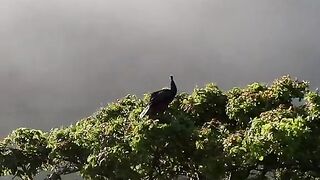 Nature 233