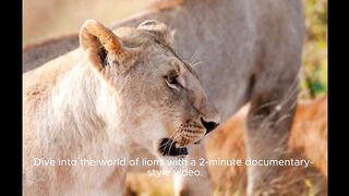 A Beautiful lion