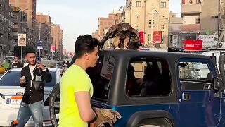 العقاب الملكي