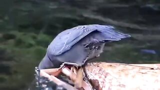 جمال الطبيعة 5