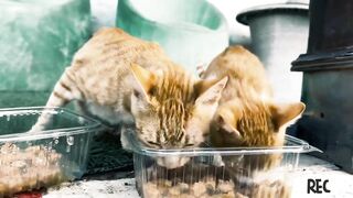 name Funny Dogs And Cats Videos 2024 ????