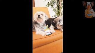Baby Dogs - Cute and Funny