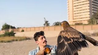 العقاب الملكي 3