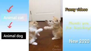 Cute pets and funny animals cat compilation