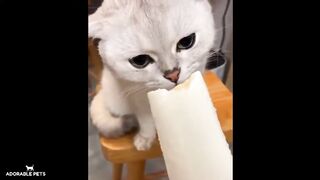 ???? Funniest ???? Dogs and ???? Cats - Awesome Funny Pets Animal Videos ???? Compilation