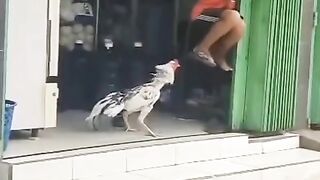 Bocil takut ayamm
