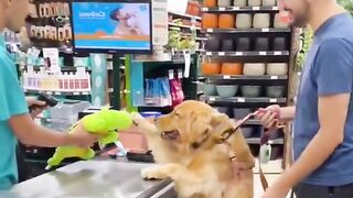 A dog who can't wait for a toy