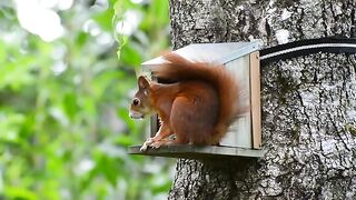 Squirrel eating 2