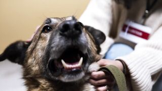 Woman Talking and Petting a Dog