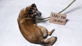 Dog Lying on the Floor Next to Sign Saying Take Me Home